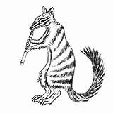 Numbat Coloring Pages Color Animal Animals Sheet Designlooter Animalstown Town Choose Board sketch template