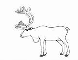 Caribou Coloriages sketch template