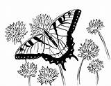 Butterfly Coloring Swallowtail Pages Printable Adult Adults Animals Flowers Printables Sea Today Reference Samanthasbell Drawings sketch template
