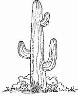 Cactus Drawing Getdrawings Barrel Christmas Coloring sketch template
