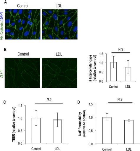 effect  ldl  endothelial permeability   caused