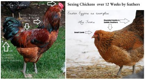 sexing chicks by comb colour legs and feathering reference