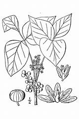 Radicans Toxicodendron Usda Poison Plants 1913 Britton Nrcs sketch template