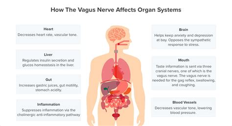 wiring and diagram diagram of vagus nerve in body