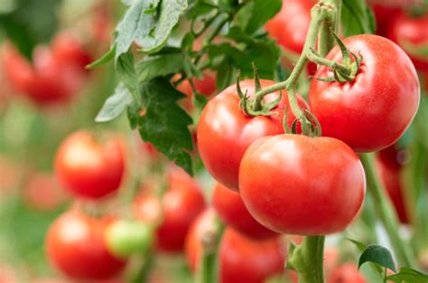 rueyada domates goermek toplamak yemek veya almak stabilhayat