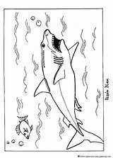 Coloring Shark Pages Print sketch template