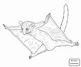Glider Sugar Coloring Flying Possum Pages Drawing Printable Colouring Print Getdrawings Drawings Kids Supercoloring Color sketch template