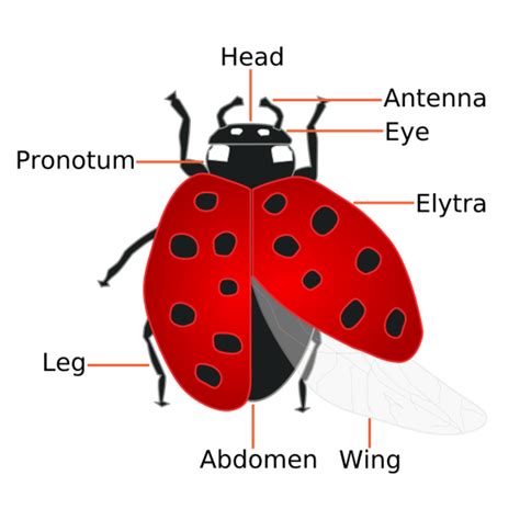 facts   ladybugs  humans dengarden