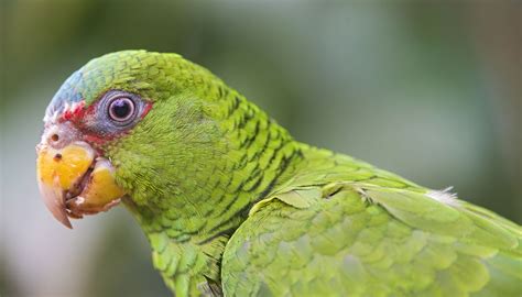 white fronted amazon parrot full profile history  care