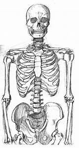 Skeleton Esqueleto Humano sketch template