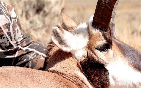 antelope hunting  hunt  remember youtube