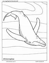 Coloring Whale Sperm Pages Printable Humpback Manatee Getcolorings Killer sketch template