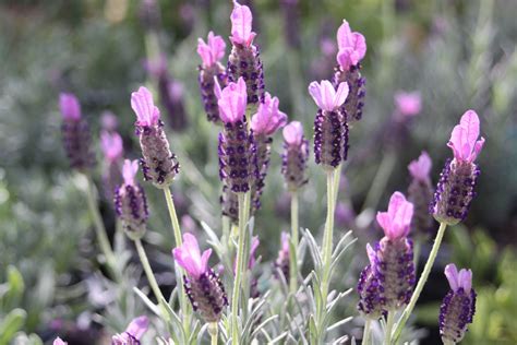 lavender herb  multiple   san antonio gardens
