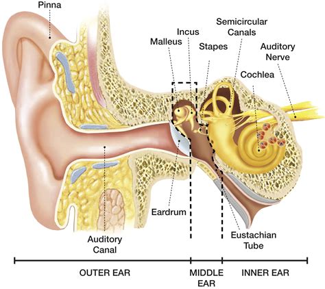 anatomy   ear images   finder