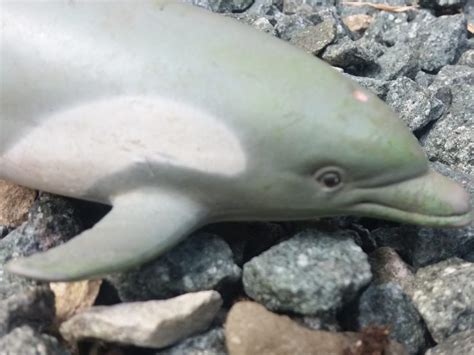 dolphin head animal toy blog