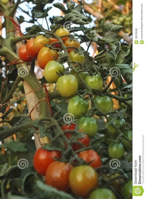 tomatoes grown   kitchen garden stock photo image  healthy