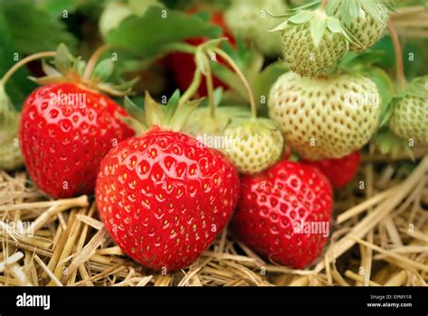 ripe  unripe strawberries growing   ground stock photo alamy