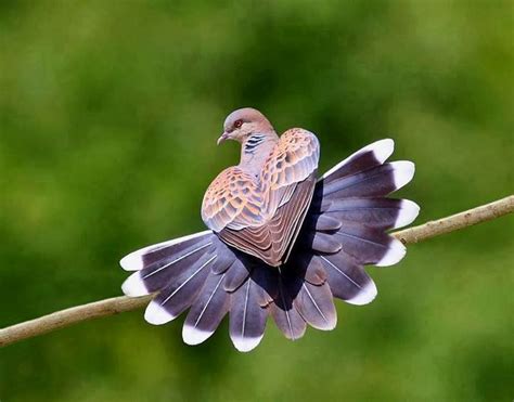 incredible  turtle dove