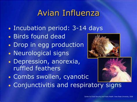avian influenza highly pathogenic powerpoint