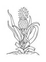Ananas Disegni Colorare Kleurplaat Frutta Pineapples Supercoloring Ausmalbild Bambini Hawaiian Impressionante Pianta Kostenlos sketch template