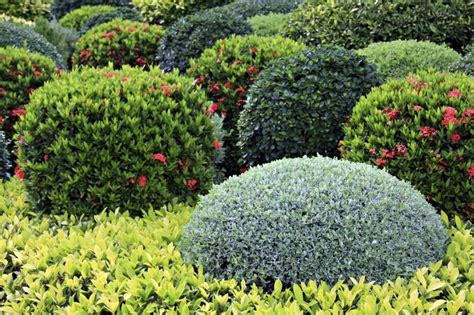 Choosing Shrubs For The Landscape Learn About Landscaping Shrubs