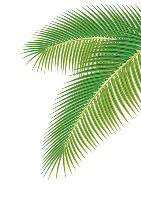 set  green palm leaves vector  vector plant