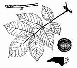 Hickory Mockernut Nutt Tomentosa Carya Ibiblio Trees sketch template