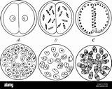 Sporozoites Protozoa Alamy Stock Either sketch template