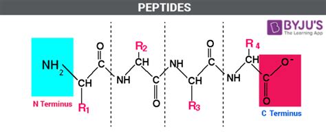 polypeptide definition structure formation  polypeptide