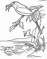 Kingfisher Coloring Pages sketch template