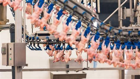 ook nederlandse pluimveeslachterijen hebben  van gastekort pluimveewebnl nieuws voor