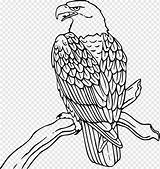 Burung Rajawali Sketsa Terkeren Peregrine Mewarnai Buku Falcon sketch template