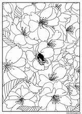 Coloring Flowers Cherry Flower Pages Printable Tree Adult Adults Color Kids Print Mizu Pattern Simple Fleurs Et Coloriage Book Cerisier sketch template