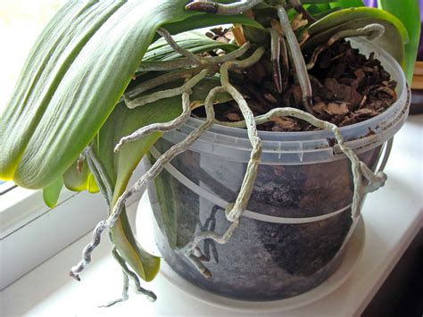 essentials  growing orchids indoors plantscapers