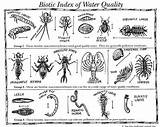 Macroinvertebrates Bugs Biotic Audubon sketch template