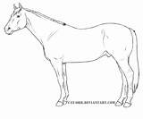 Coloring Pages Thoroughbred Horse Horses Printable Quarter sketch template