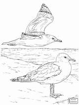 Seagull Drawing Seagulls Coloring Getdrawings Flying sketch template