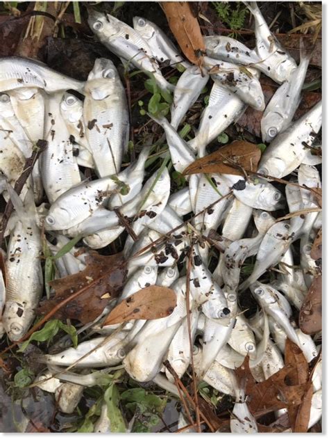 thousands  dead fish floating  lake houston texas earth  sottnet
