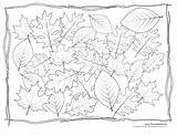 Coloring Leaf Pages Kids Leaves Printable Templates Printables Template Different Color Oak Drawing Collection Four Getdrawings Magnolia Print Getcolorings sketch template