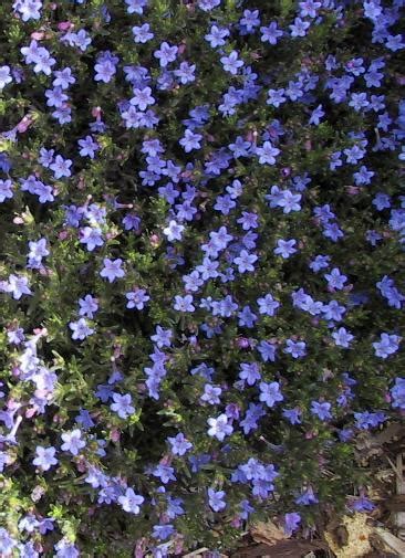 ground cover with blue flowers pornstar xxx movies