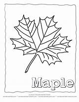 Coloring Syrup Leaf Sugaring Getdrawings Maples Collecting sketch template