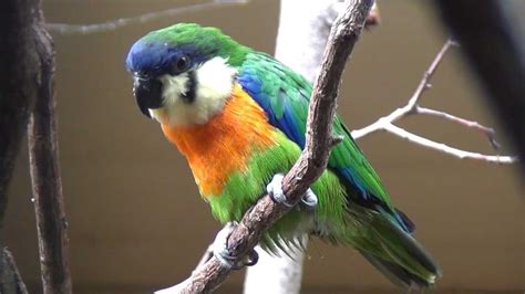 orange breasted fig parrot youtube