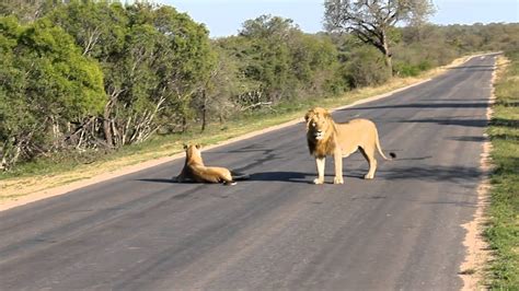 lions having sex on road in kruger national park youtube