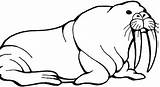 Walrus Coloring Pages Drawing Cute Kids Lion Sea Getdrawings Cliparts sketch template