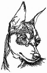 Pinscher Pincher Cachorro Cachorros Branco Rattler Prager Breed Chihuahua Teechip sketch template