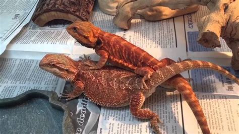 bearded dragon breeding red project 1 youtube