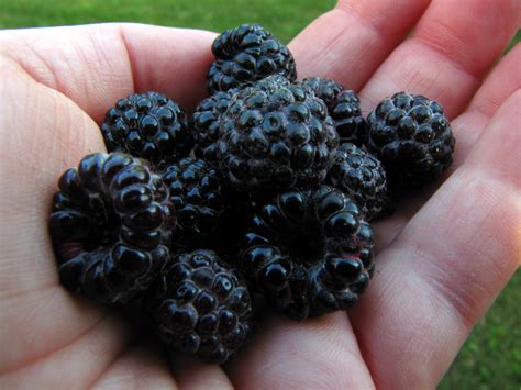 blackberry  black raspberry whats  difference huffpost