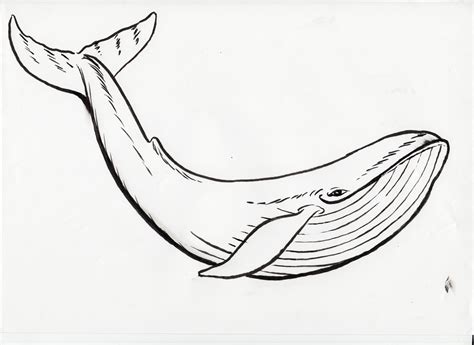blue whale pencil drawing  image