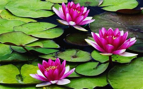 water lily wallpapers wallpaper cave