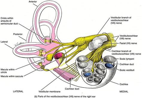 vestibular system   ear problems ear anatomy  ear anatomy nervous system anatomy